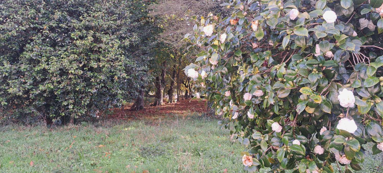 Building Site v prodeji in Paderne